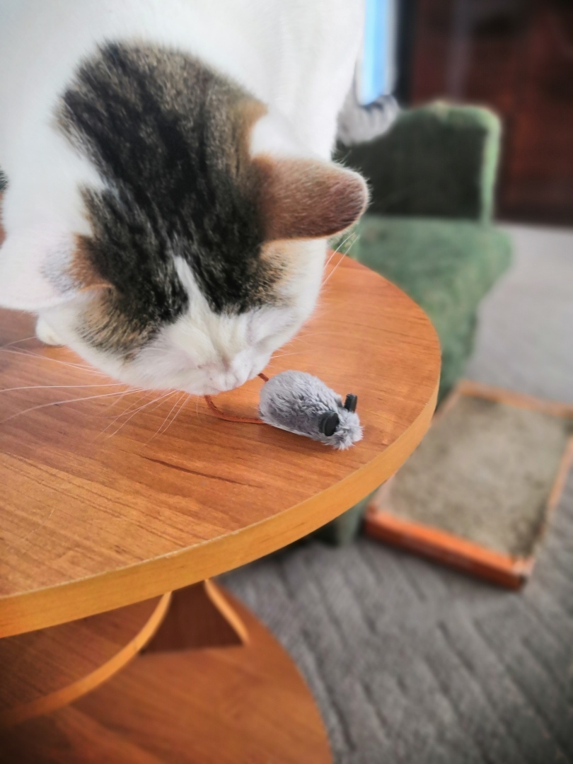 Мышь «парадно-выходная» — статусная игрушка моей кошки.