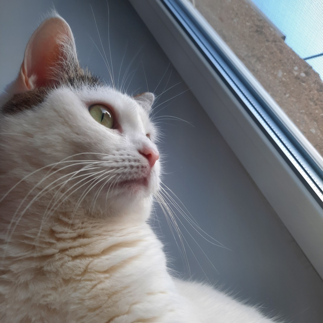 Она живет у меня дома и я ее люблю. Моя кошка Челси.