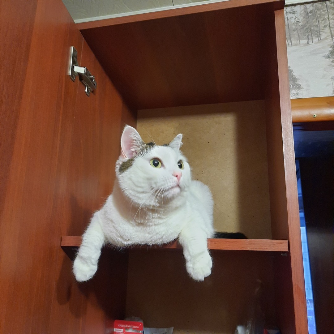 Она живет у меня дома и я ее люблю. Моя кошка Челси.