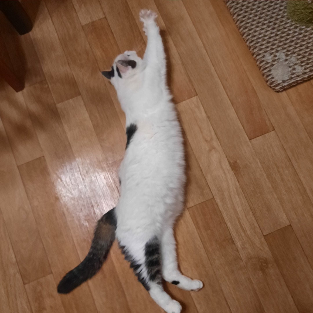 Она живет у меня дома и я ее люблю. Моя кошка Челси.