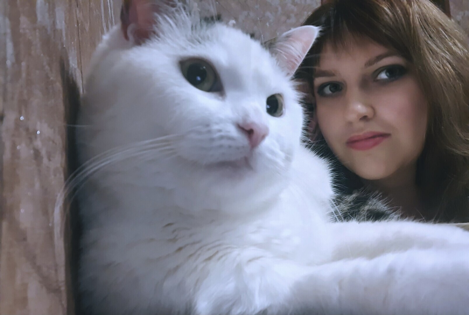 Она живет у меня дома и я ее люблю. Моя кошка Челси.