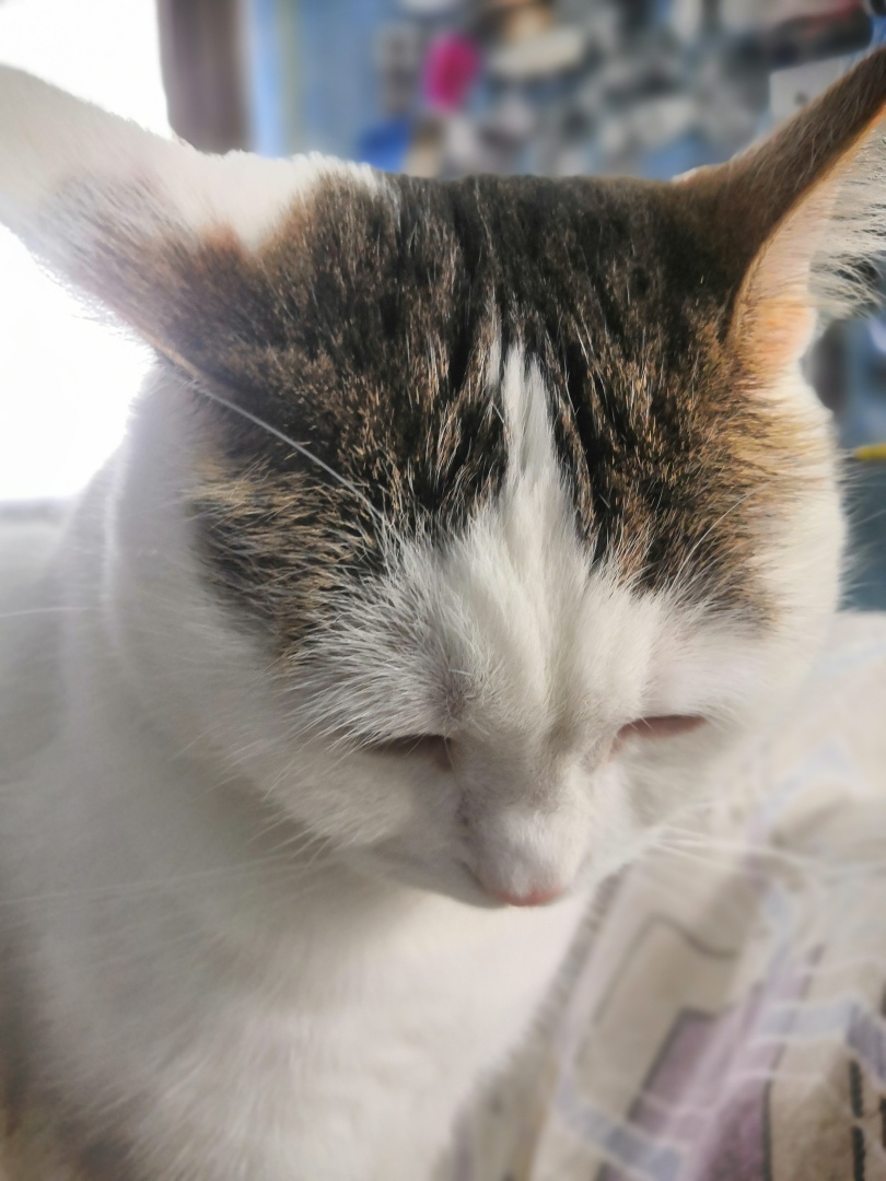 Результаты рейдерских захватов, которые устраивает моя кошка