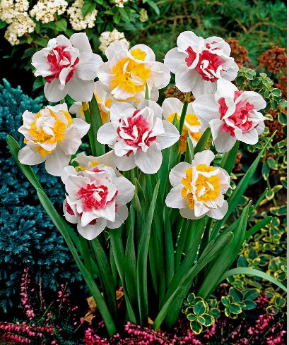 История нарциссов.