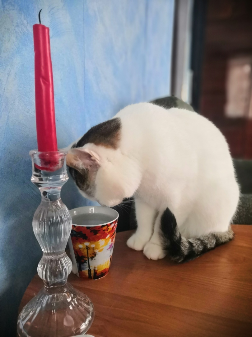 Результаты рейдерских захватов, которые устраивает моя кошка