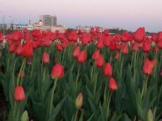 Почему я не люблю дачу