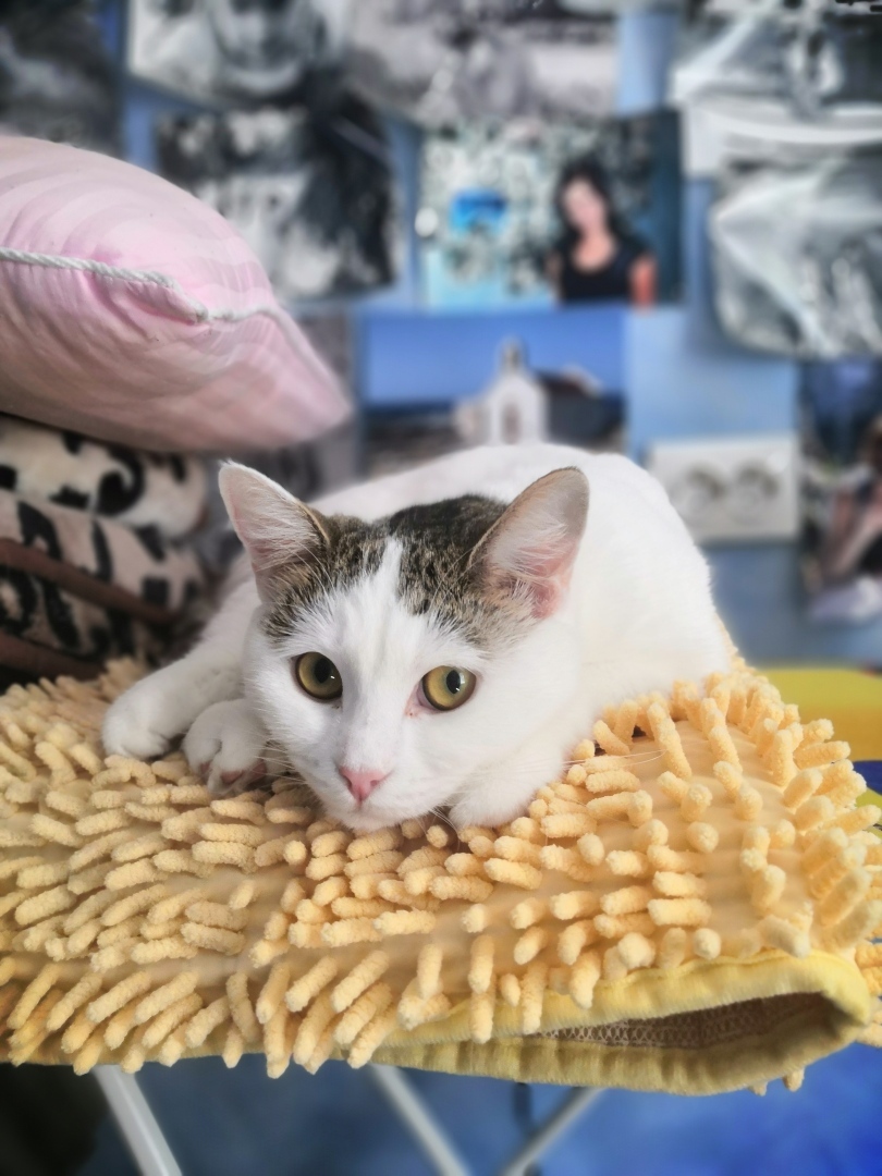 Результаты рейдерских захватов, которые устраивает моя кошка