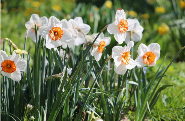 История нарциссов.