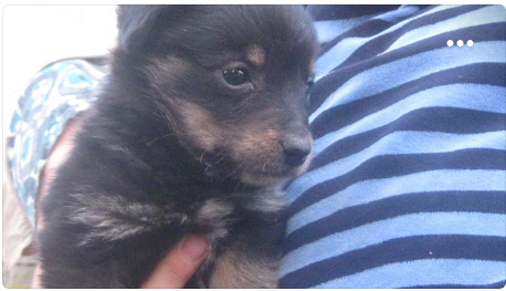 О пассивной жестокости или про то, как люди "любят" животных. На словах.