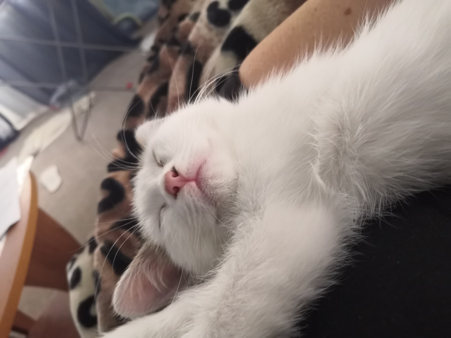 Результаты рейдерских захватов, которые устраивает моя кошка