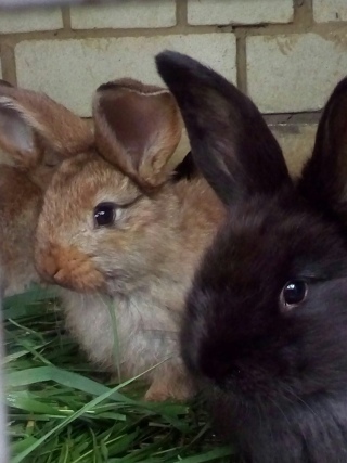 Почему я не люблю дачу