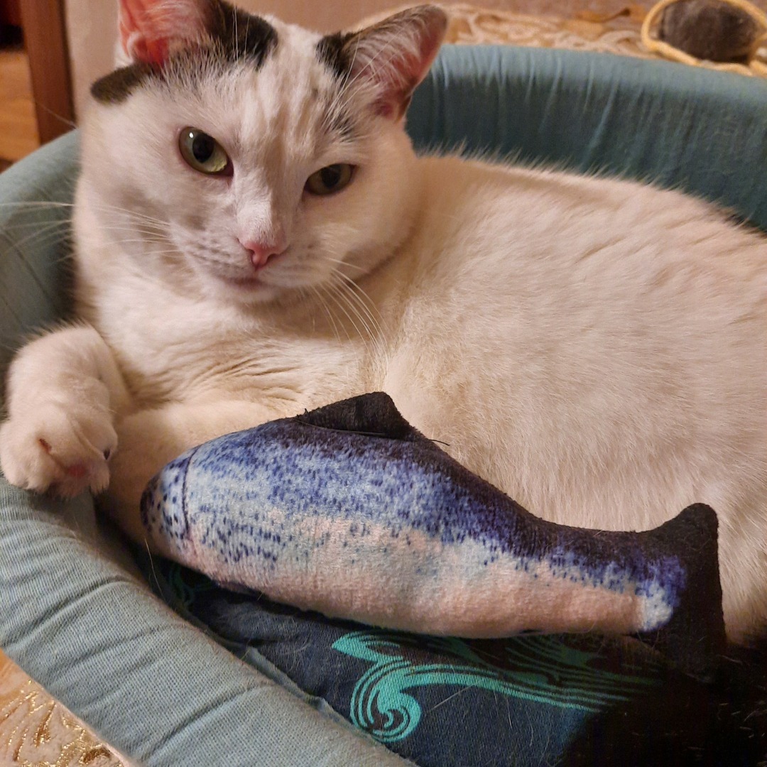 Она живет у меня дома и я ее люблю. Моя кошка Челси.