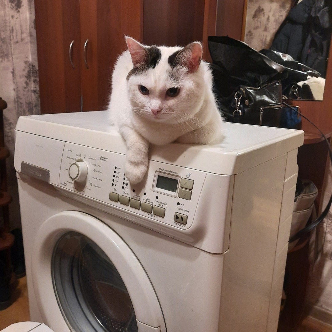 Она живет у меня дома и я ее люблю. Моя кошка Челси.