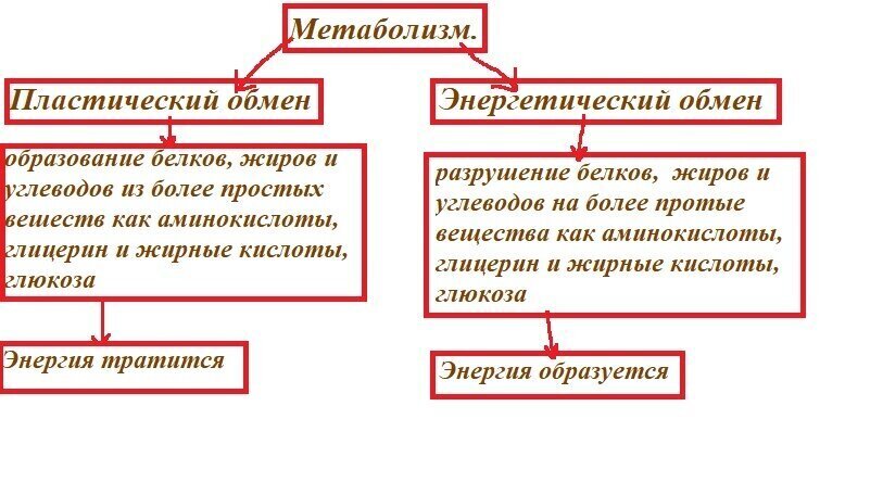 Что такое обмен веществ или метаболизм, и почему нужен обмен веществ?