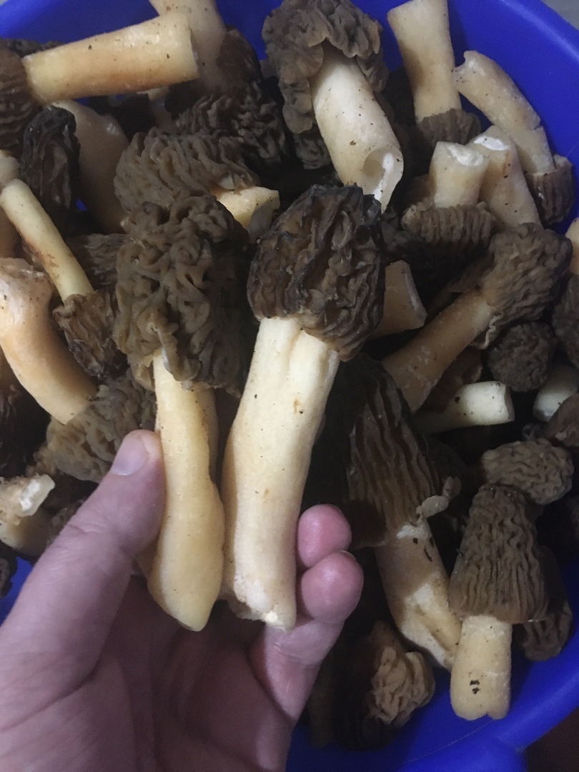 Сморчки - одни из моих любимых грибов.