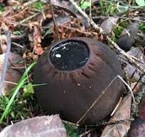 Сапрокома шаровидная.