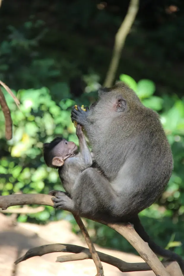 Незабываемое путешествие на Бали