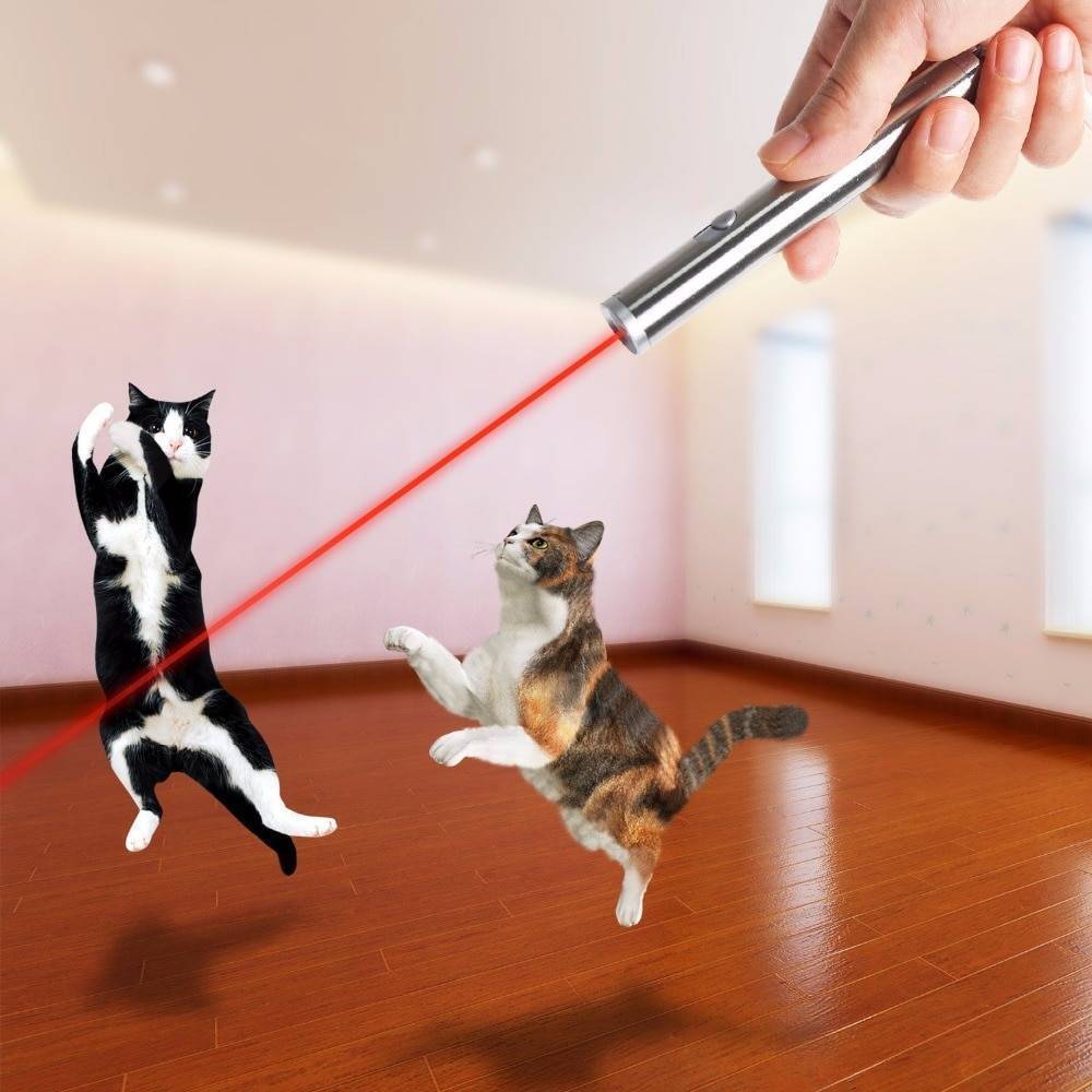 Кошки и лазерные указки: красная точка — идеальная добыча?