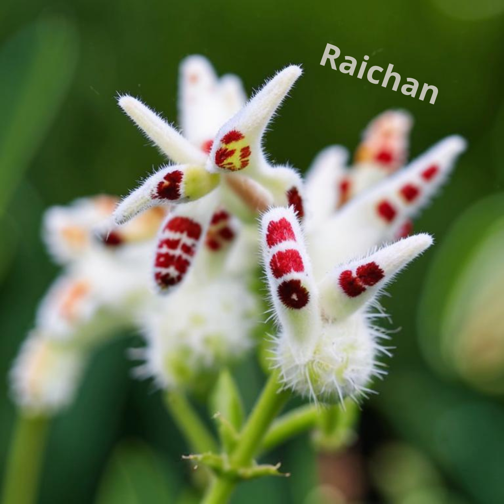 В моем саду растут фантастические цветы! Красота, да и только!