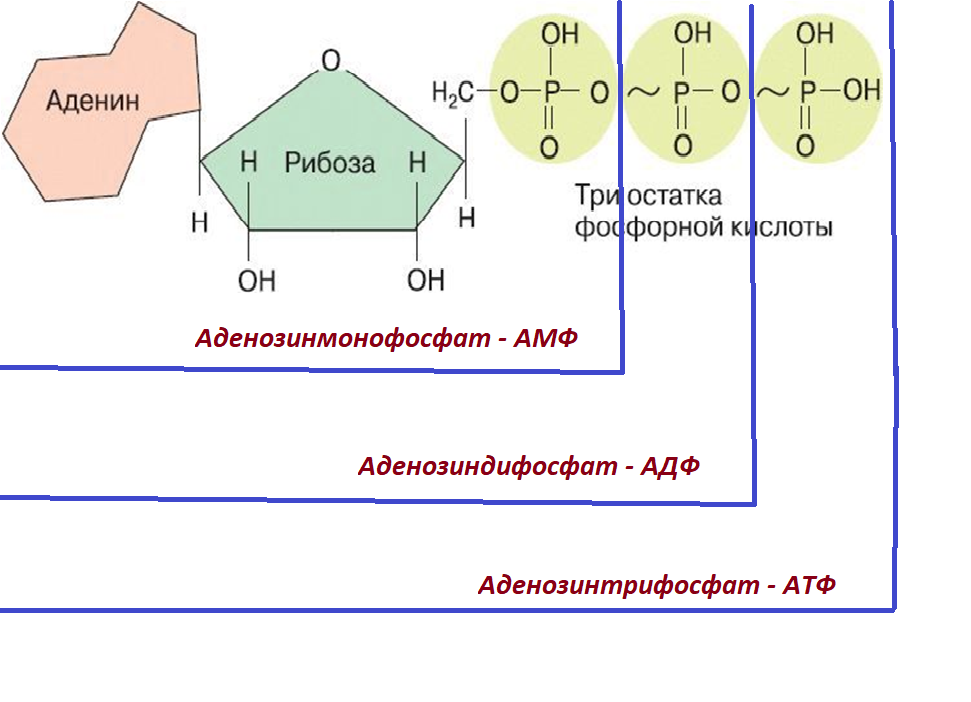 Что такое энергия и при чём тут АТФ?