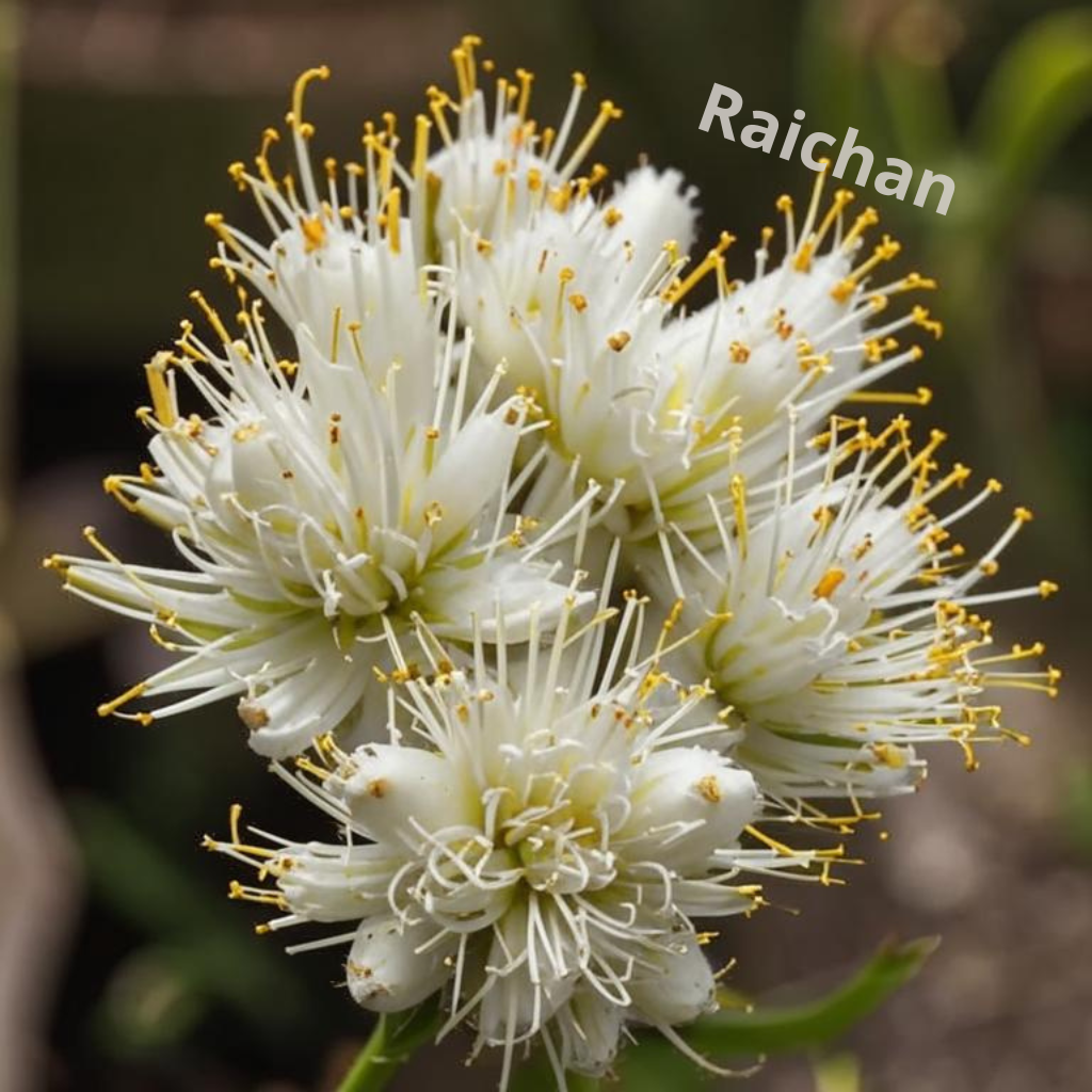 В моем саду растут фантастические цветы! Красота, да и только!