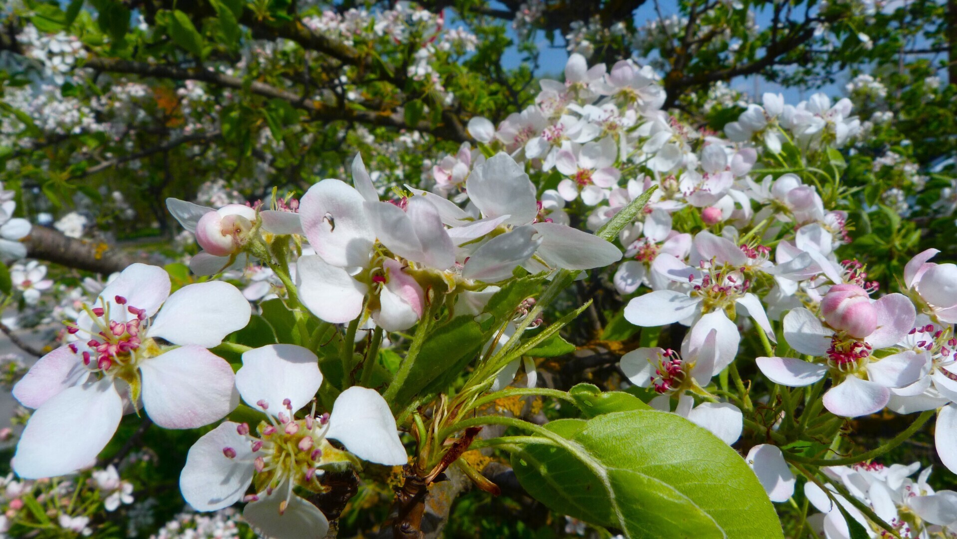Яблоня цветёт в саду
