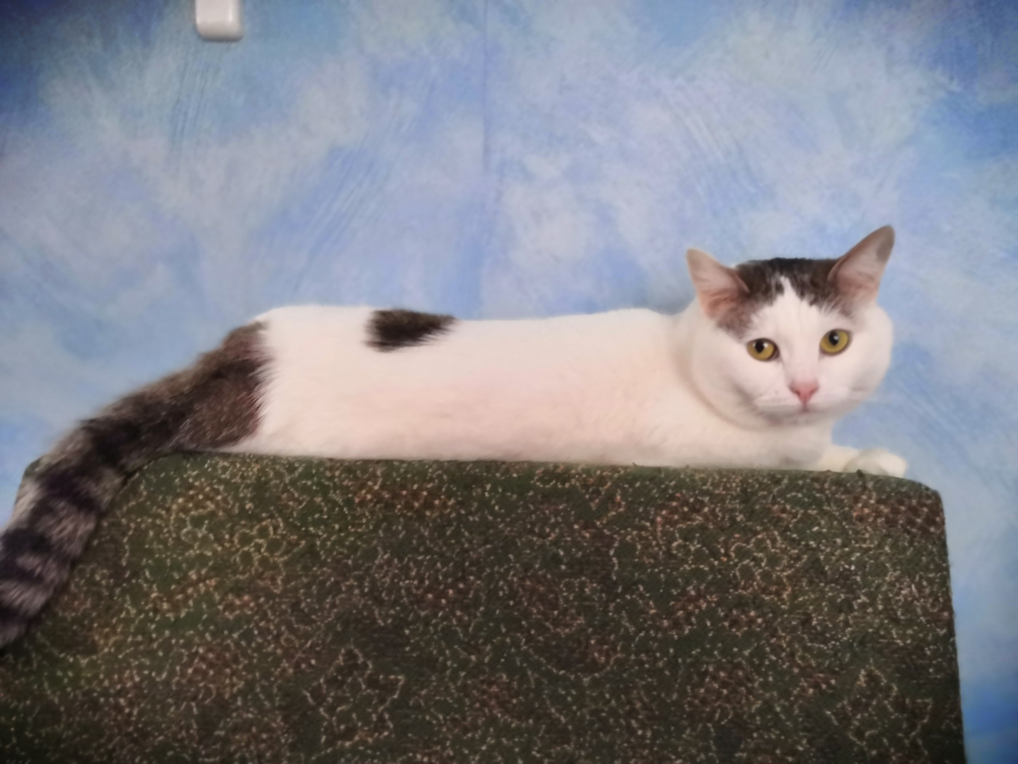 «Газовщики» — страшные люди, так считает моя кошка.