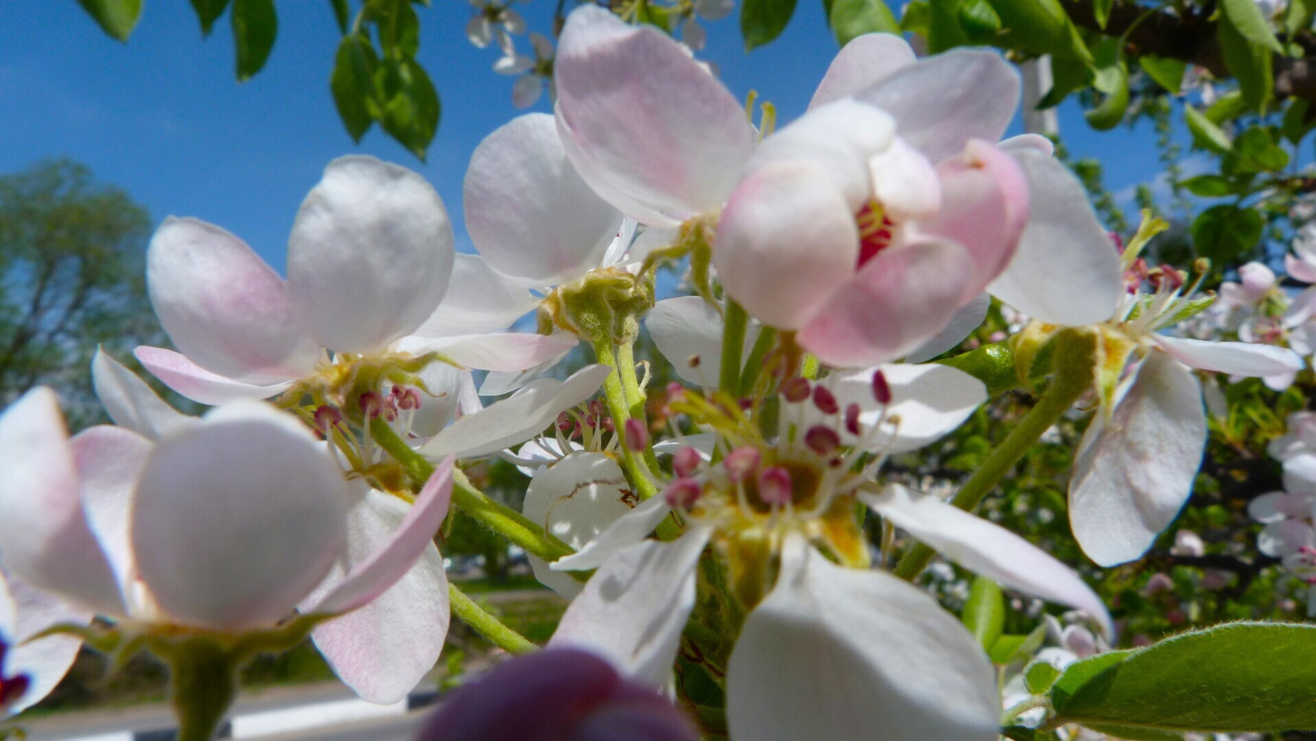 Яблоня цветёт в саду