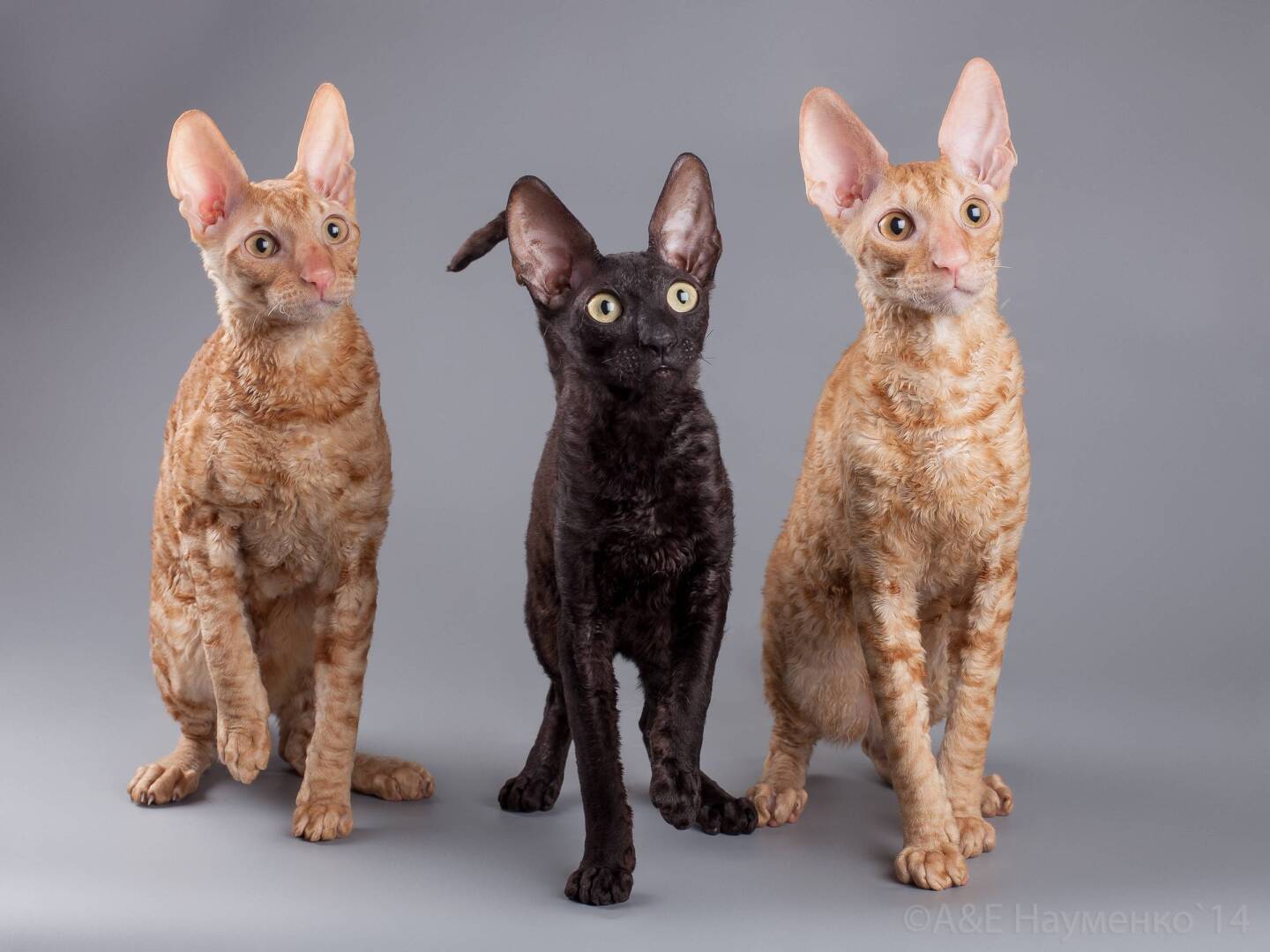Корниш рекс (cornish rex) – это одна из самых интересных пород в мире.