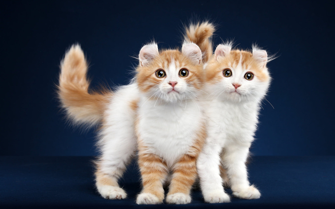 Американский кёрл — уникальная порода кошек, известная своими необычными ушами