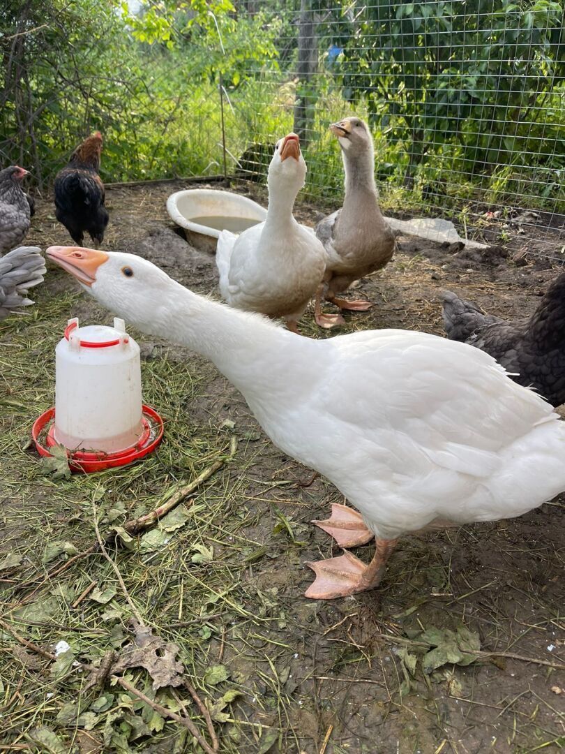 История о том, как я гуся к ветеринару возила…