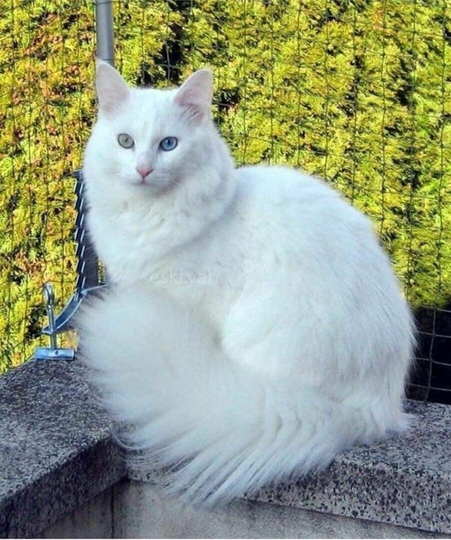 Ангорская кошка или турецкая ангора — древняя и редкая порода