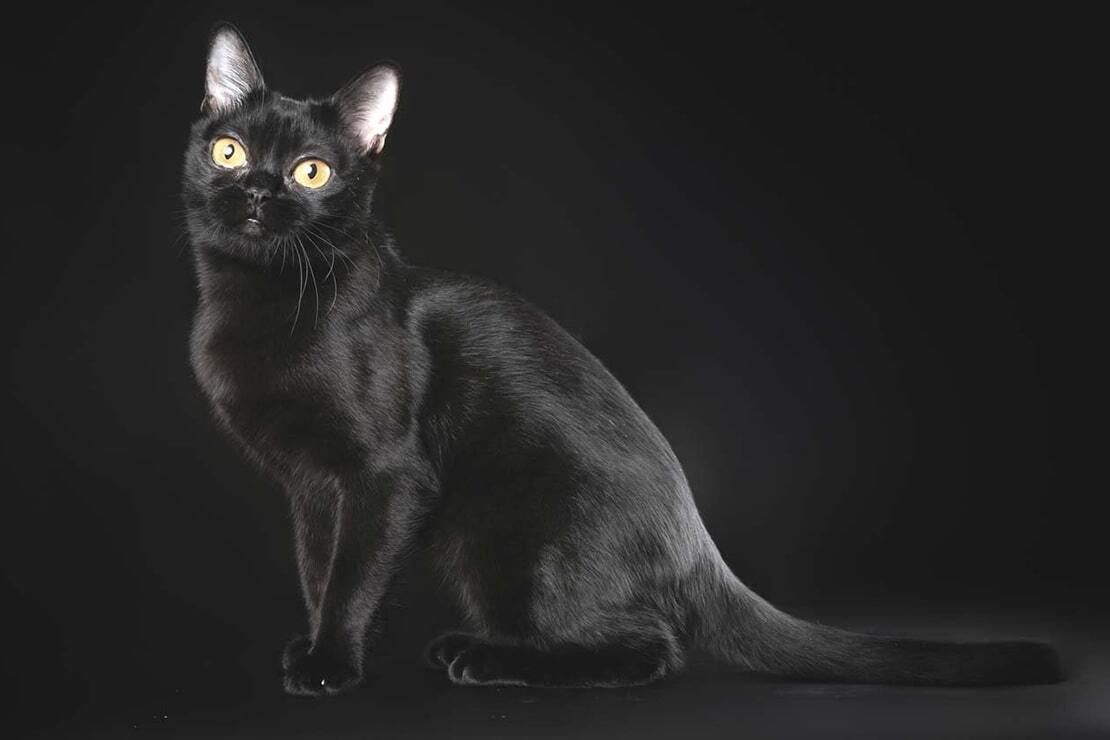 Бомбей — гибридная кошка с характерным черным окрасом.