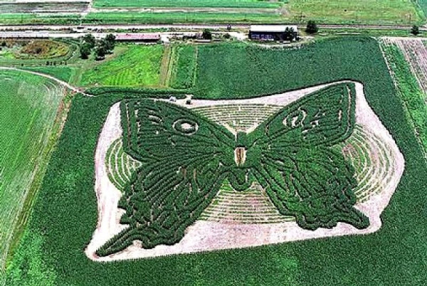 Странный вид искусства - агроживопись. Буквально - создание рисунков на полях