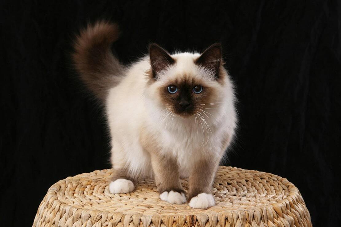 Бирман: профиль породы кошек, характеристики и уход