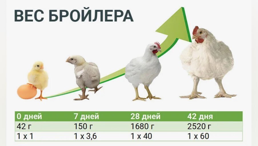 Личное подсобное хозяйство. А есть ли смысл? Часть вторая