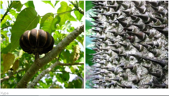 "Летальная Флора: ТОП-10 Самых Смертоносных Деревьев Мира"