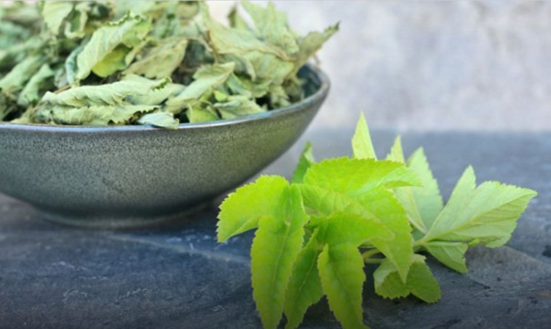 Что за трава сныть и зачем ее едят?