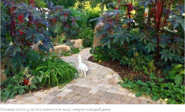 "Летальная Флора: ТОП-10 Самых Смертоносных Деревьев Мира"