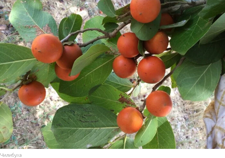 "Летальная Флора: ТОП-10 Самых Смертоносных Деревьев Мира"