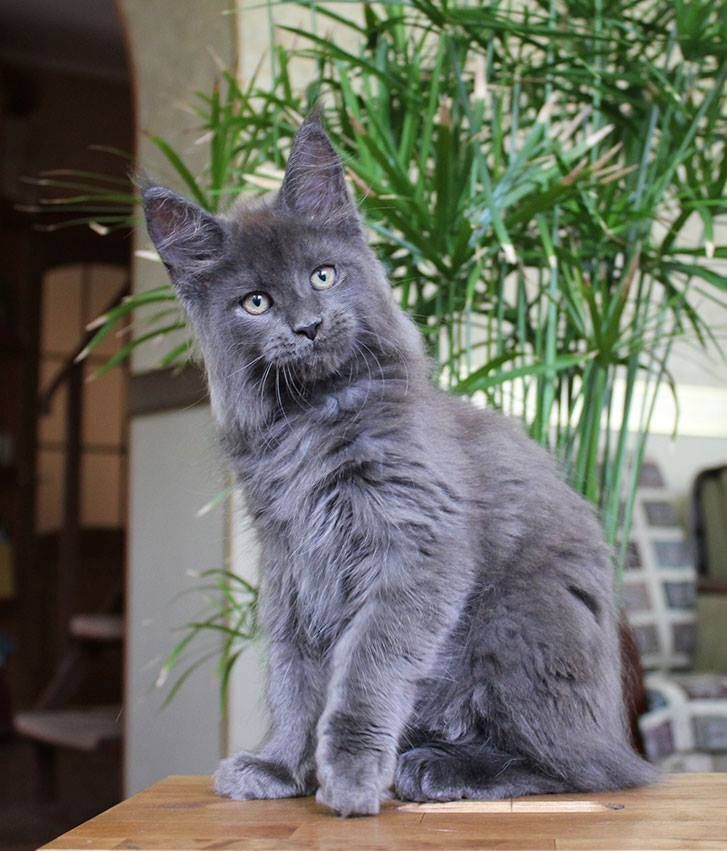 Нибелунг (Nebelung) — редкая порода домашних кошек