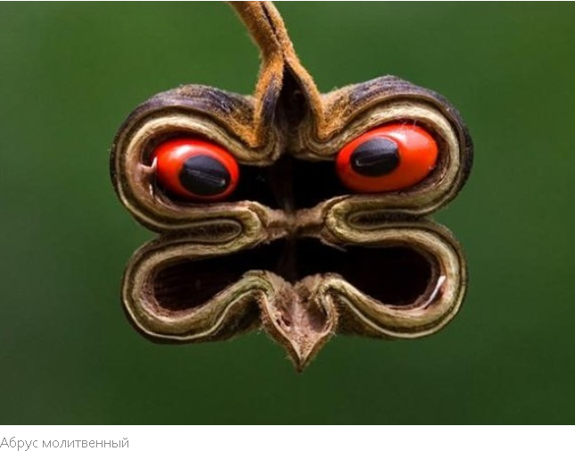 "Летальная Флора: ТОП-10 Самых Смертоносных Деревьев Мира"