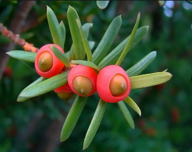 "Летальная Флора: ТОП-10 Самых Смертоносных Деревьев Мира"