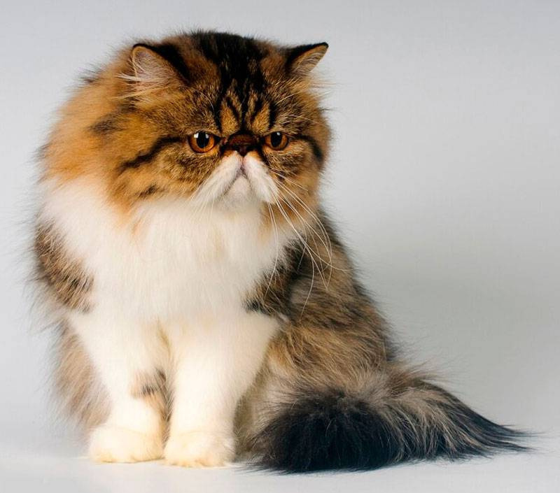 Персидская кошка – одна из самых красивых среди домашних пород
