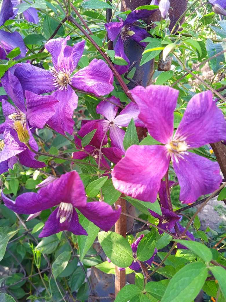 С одной статьей в двух журналах: мой опыт публикации в двух печатных изданиях: «Моя прекрасная дача» и «Люблю цветы»