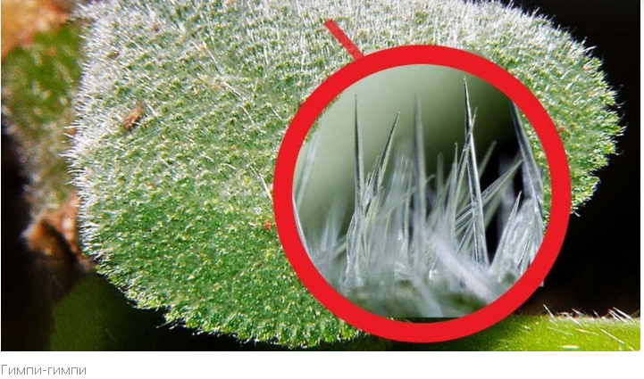 "Летальная Флора: ТОП-10 Самых Смертоносных Деревьев Мира"