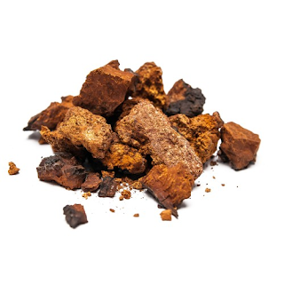 Берёзовый гриб или чага. Химический состав