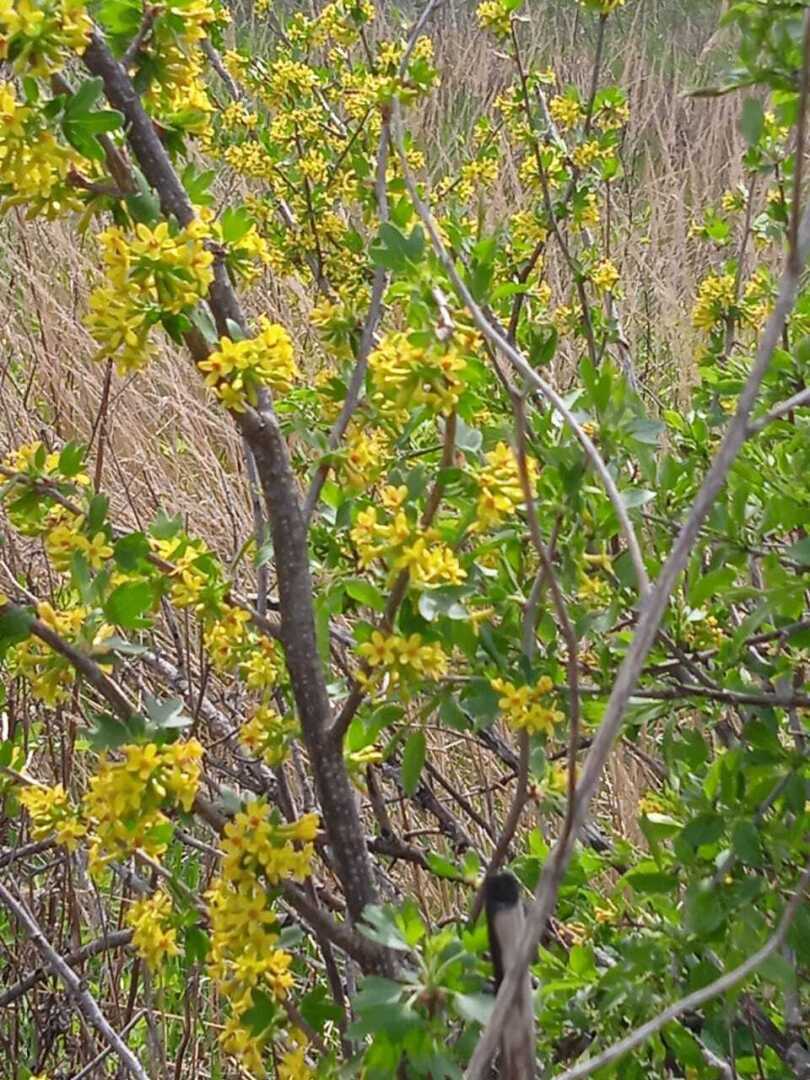 Красавка - деревня, которой нет уже на карте, но память о которой жива в сердцах ее потомков.10 мая 2024 года Красавка ждет земляков в гости.