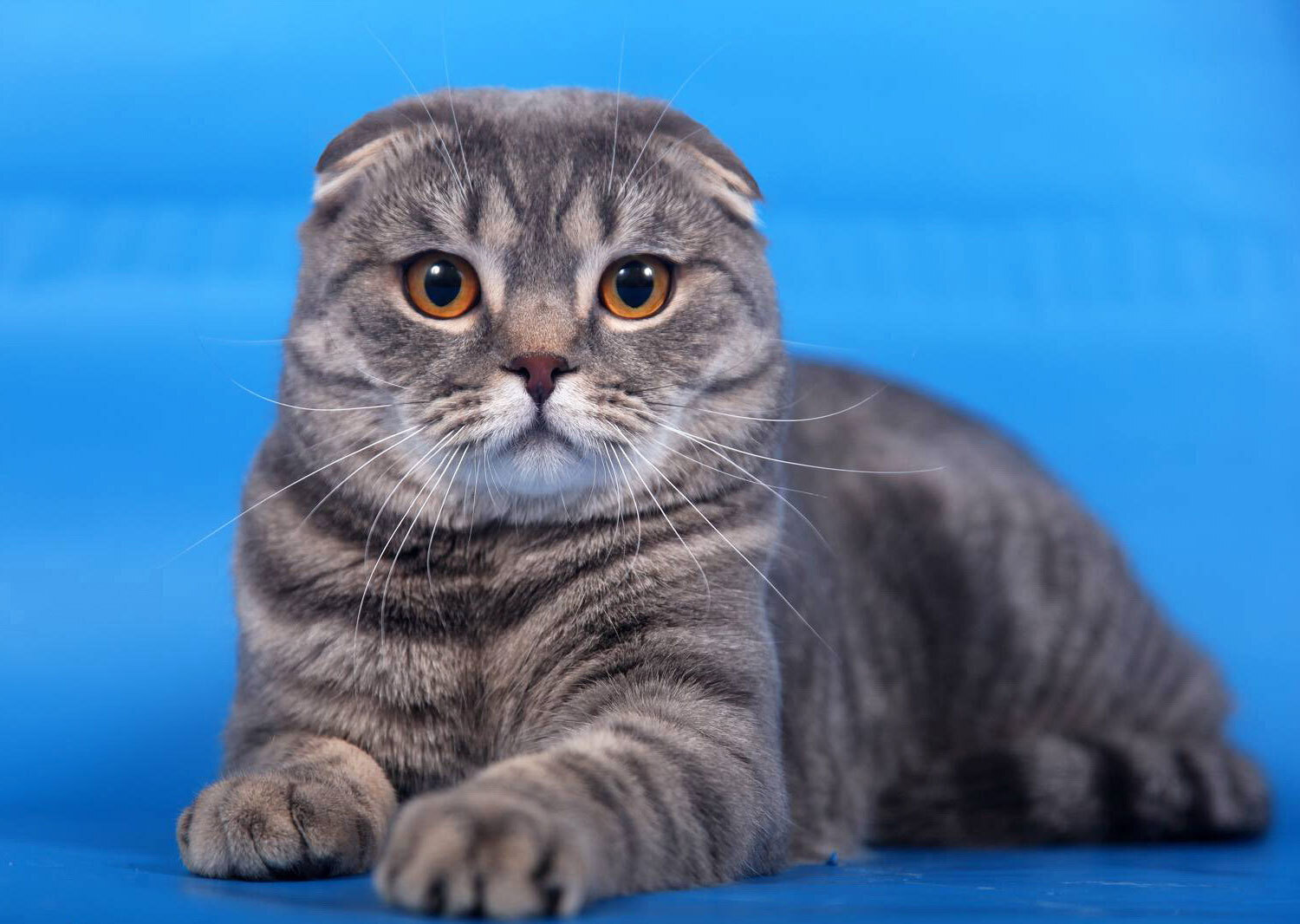 Шотландская вислоухая кошка внешне выделяется среди других пород