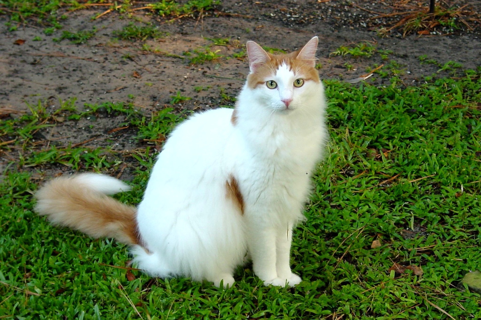 Туре́цкий ван — порода полудлинношёрстных домашних кошек