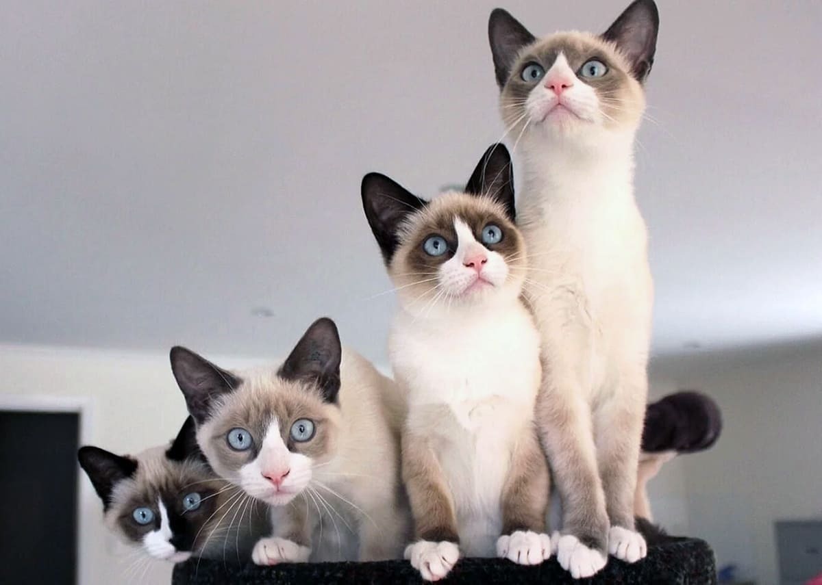 Сноу-шу (англ. snowshoe — «снежная туфелька») — порода кошек